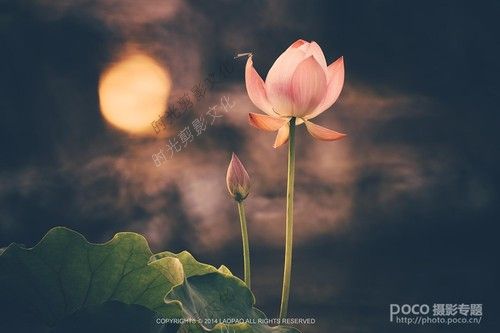多重曝光折返镜头 给你一个不一样的荷花季