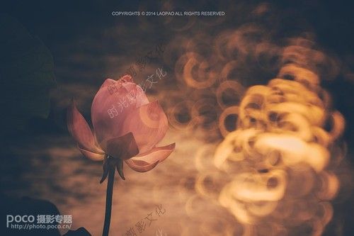 多重曝光折返镜头 给你一个不一样的荷花季