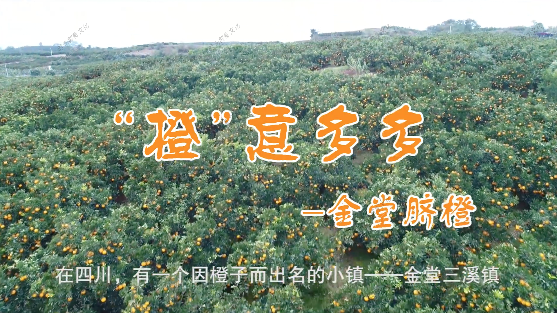 成都拼多多扶贫TVC-脐橙案例展示实拍案例_时光剪影文化