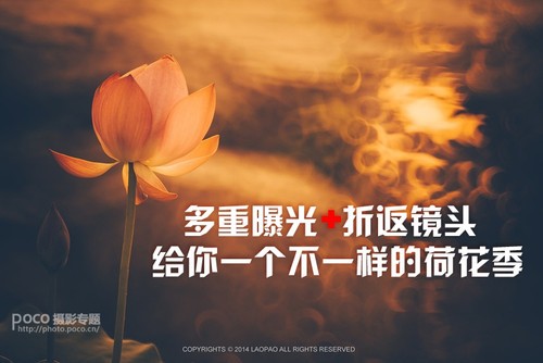 多重曝光折返镜头 给你一个不一样的荷花季 多重曝光折返镜头 给你一个不一样的荷花季